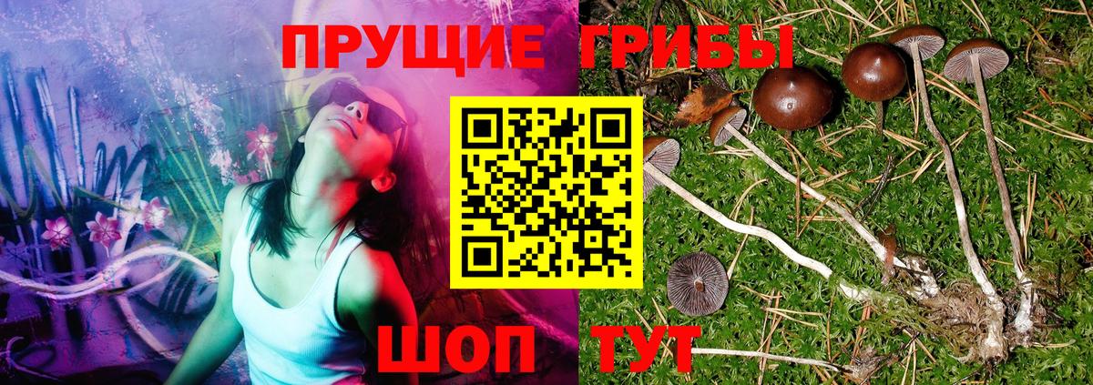 Псилоцибиновые грибы прущие грибы  Конаково  Псилоцибиновые грибы Cubensis 